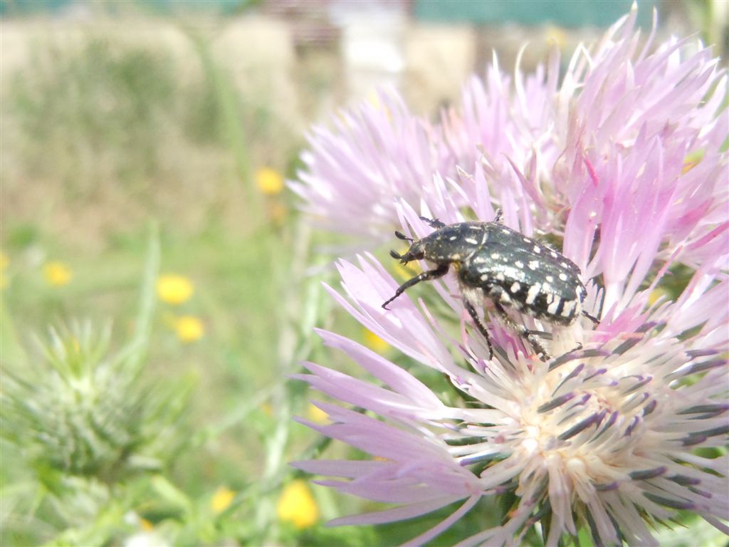 Folla al mercato dei fiori (Oxythirea e Halictidae)